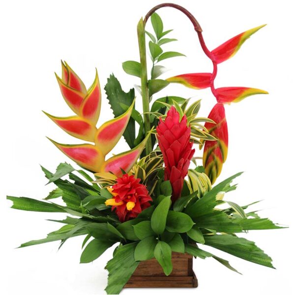 Ramo Triangular Ginger Indonesa y otras X 4